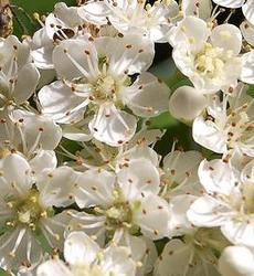 Pyracantha Mohave — photo 3