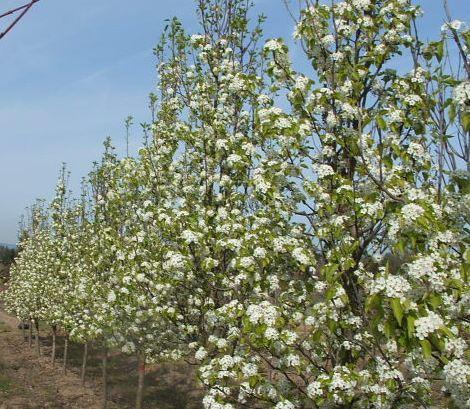 Pyrus calleryana 'Redspire'