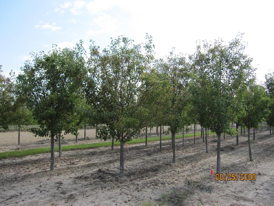 Pyrus calleryana 'Aristocrat'