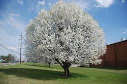 Pyrus calleryana Bradford — photo 1