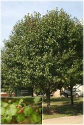 Pyrus calleryana Bradford — photo 2