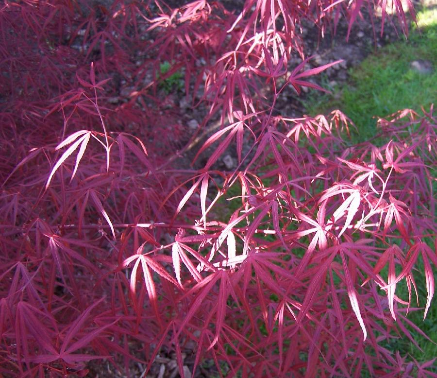 Acer palmatum 'Red Spider' — photo 1
