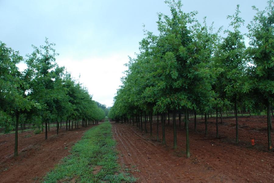 Quercus coccinea Scarlet