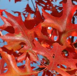 Quercus coccinea Scarlet — photo 2