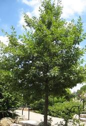 Quercus ellipsoidalis — photo 1