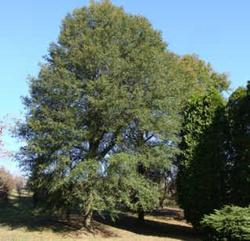 Quercus imbricaria Shingle — photo 1