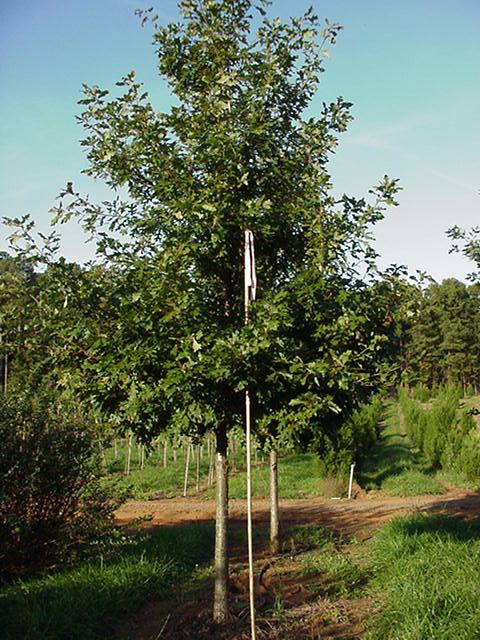 Quercus lyrata 'Highbeam'