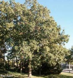 Quercus muehlenbergii — photo 1