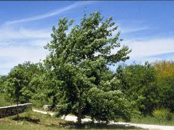 Quercus muehlenbergii — photo 2