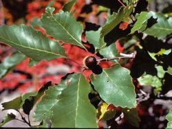 Quercus muehlenbergii — photo 3