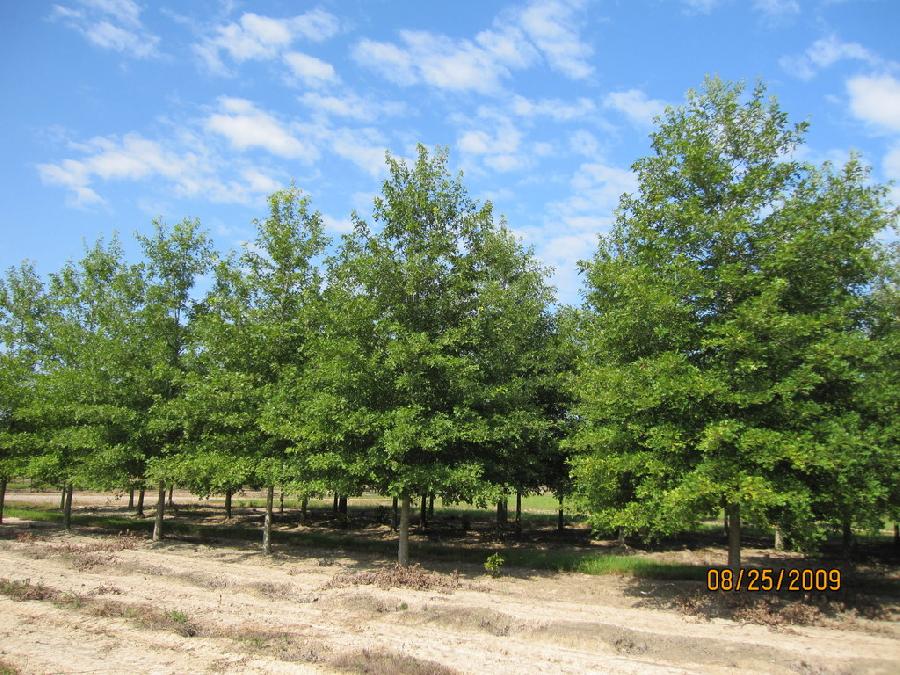 Quercus Nuttallii