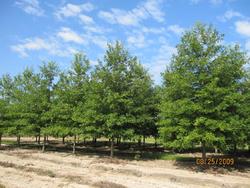 Quercus Nuttallii — photo 1