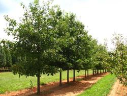 Quercus Nuttallii — photo 2