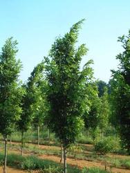 Quercus palustris 'Green Pillar' — photo 1