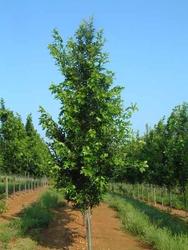 Quercus palustris 'Green Pillar' — photo 2