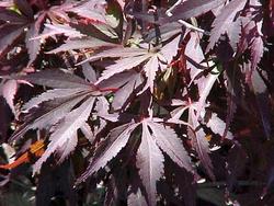 Acer palmatum 'Shaina' — photo 1