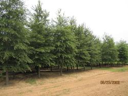 Quercus phellos — photo 1