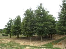 Quercus phellos — photo 2