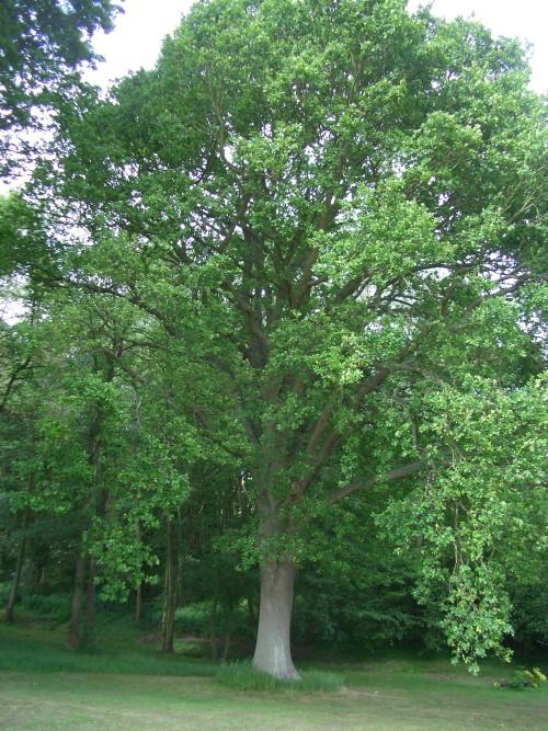 Quercus robur