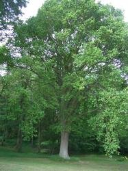Quercus robur — photo 1