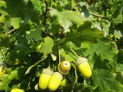 Quercus robur — photo 2