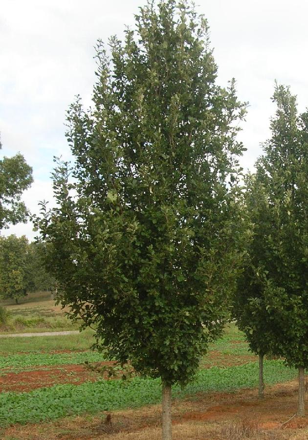 Quercus robur 'Rosehill'