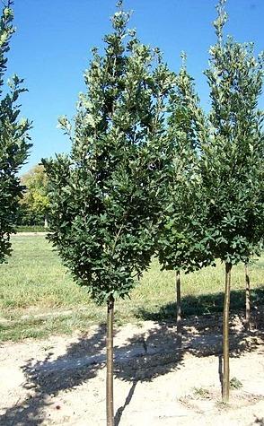 Quercus robur Skyrocket
