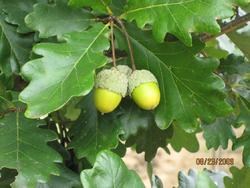 Quercus robur x macrocarpa Heritage — photo 1