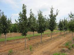 Quercus robur x macrocarpa Heritage — photo 2