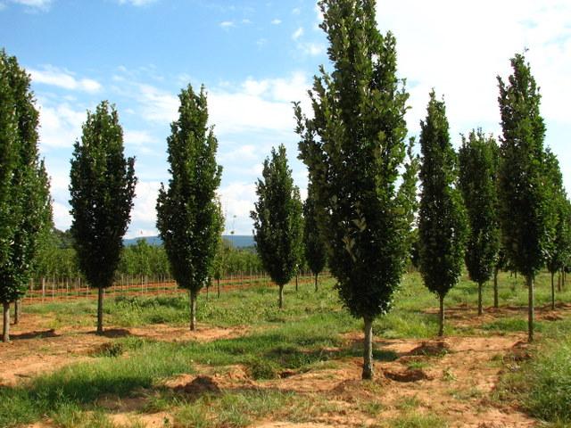 Quercus robur x 'Regal Prince'