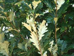 Quercus robur x 'Regal Prince' — photo 2