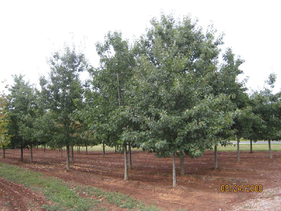 Quercus rubra