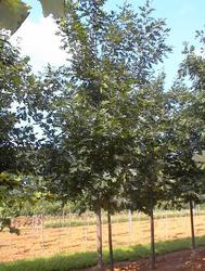 Quercus rubra Northern Red — photo 1