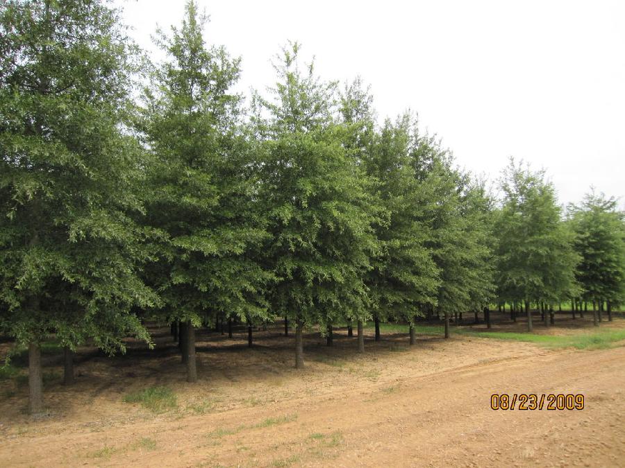Quercus Phellos 1