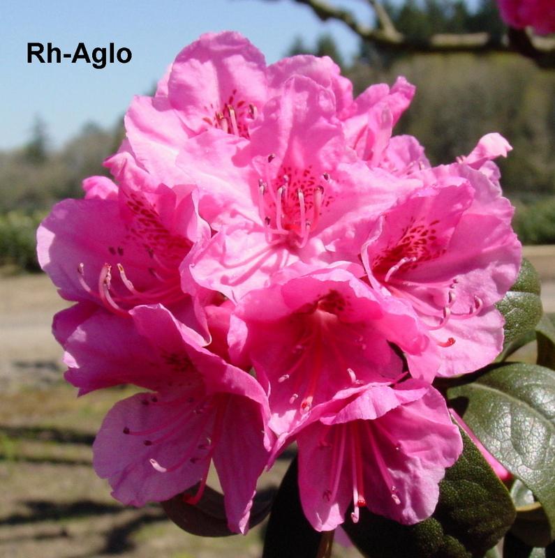 Rhododendron Aglo — photo 1