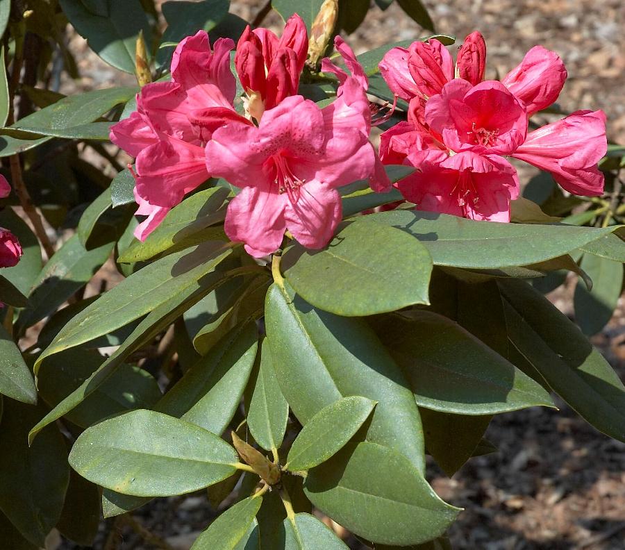 Rhododendron Anna Rose — photo 1