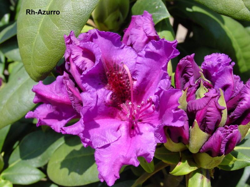 Rhododendron Azurro — photo 1