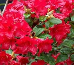 Rhododendron Baden Baden — photo 1