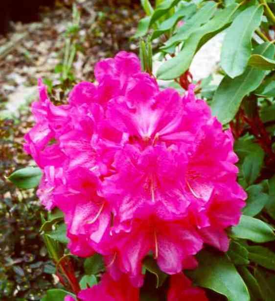 Rhododendron Bessie Howell