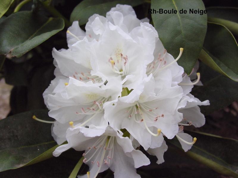 Rhododendron Boule de Neige — photo 1