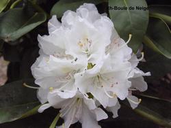 Rhododendron Boule de Neige — photo 1