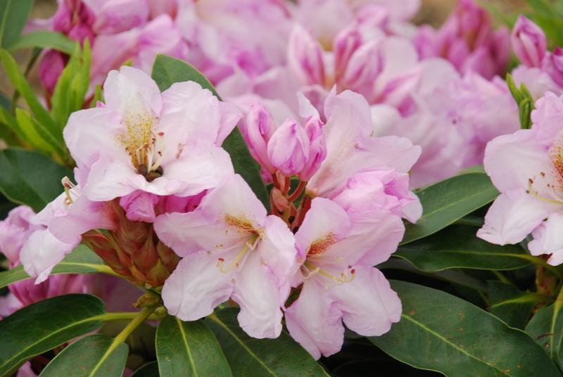 Rhododendron Carolinianum