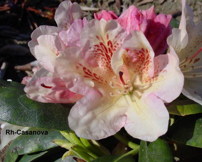 Rhododendron Casanova