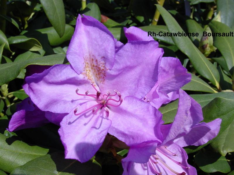 Rhododendron cat. 'Boursault'