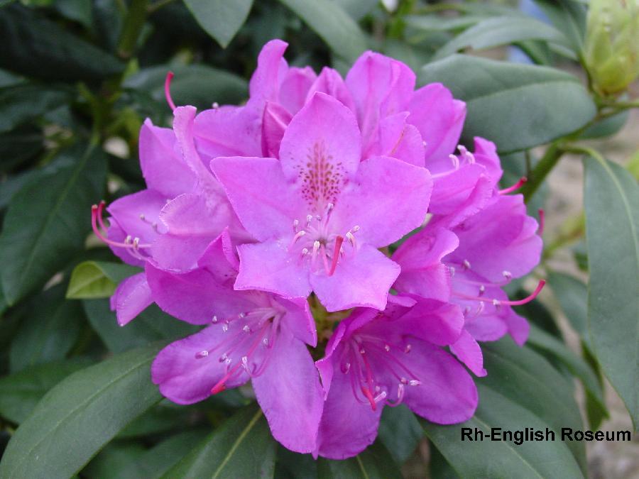 Rhododendron cat. 'English Roseum