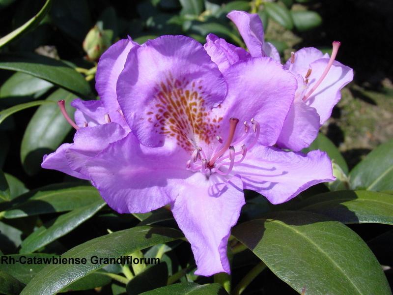 Rhododendron Cat. Grandiflorum
