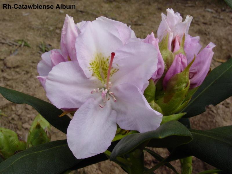 Rhododendron Catawbiense Album