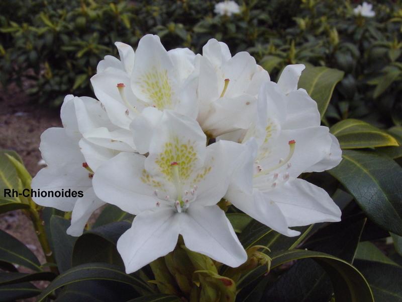 Rhododendron catawbiense Chionoides