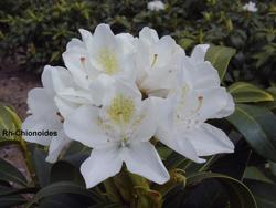 Rhododendron catawbiense Chionoides — photo 1