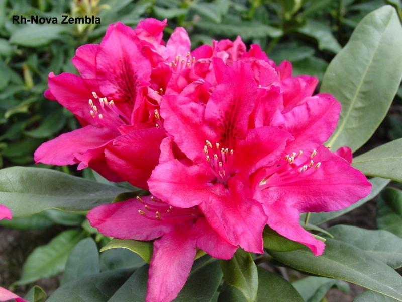 Rhododendron catawbiense Nova Zembla